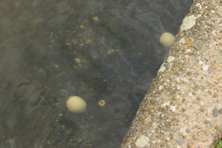 Da liegen sie im Wasser ... das erste Gelege der Gans - zerstört.