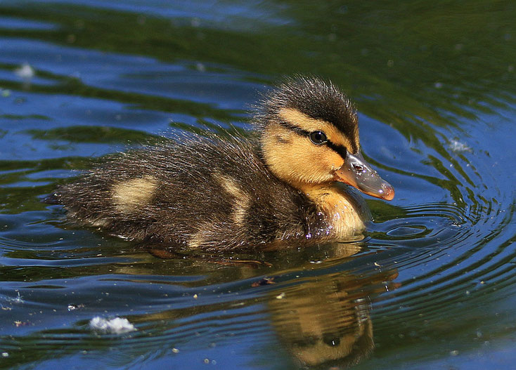 Die süßen Küken flitzen über das Wasser und sammeln Insekten ein.