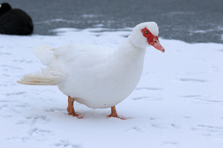 weiße Ente auf weißem Schnee