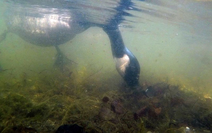 Kanadagans gründelt unter Wasser