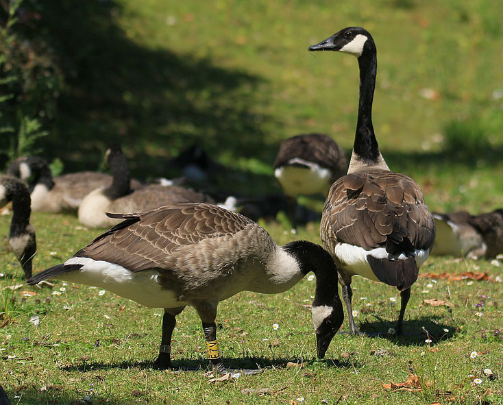 Gans mit Farbring