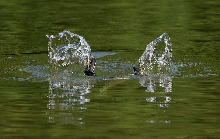 kleine Haubentaucherfüße ragen aus dem Wasser