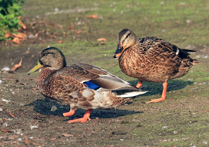 Ente "mustert" den Erpel mit Behinderung