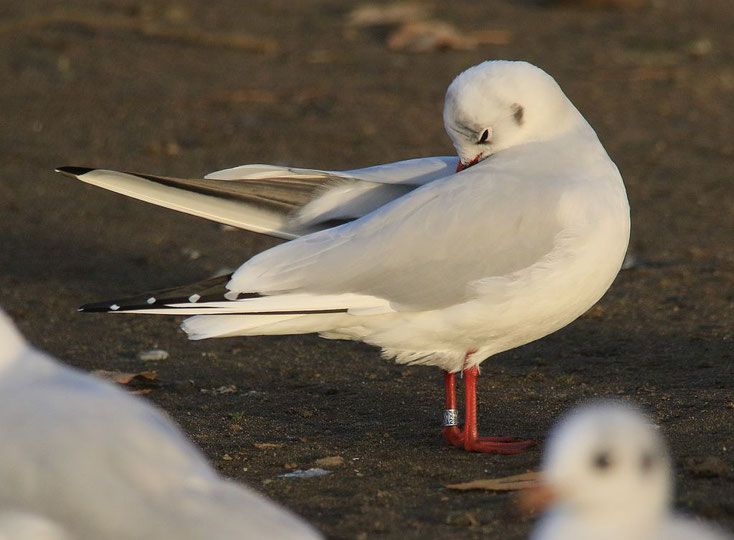 Lachmöwe mit Ring der Vogelwarte Litauen