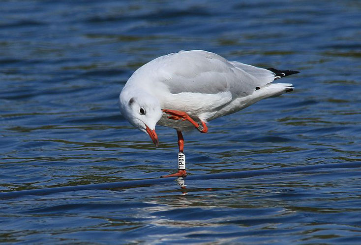 Lachmöwe mit Farbring "TPON"