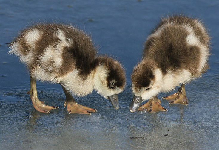 Nilgans Küken auf Eis 