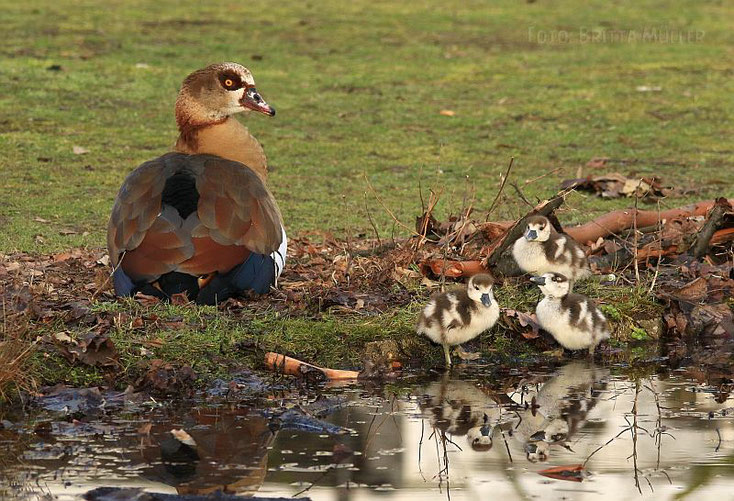 Mama Nilgans hat einen Teil der Gössel unter ihren Fittichen. Drei Gössel trinken und fressen in ihrer Nähe.