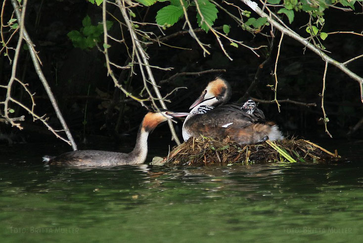 Familie Haubentaucher auf dem Nest