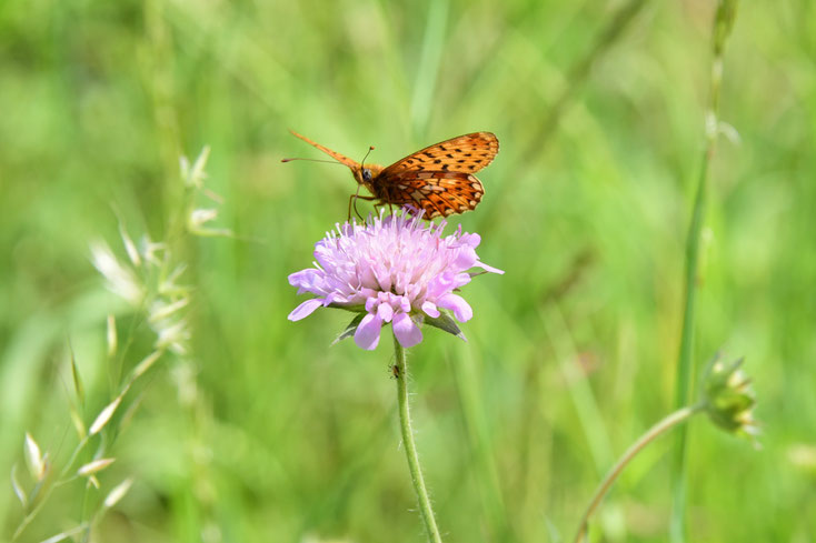 Petits papillons