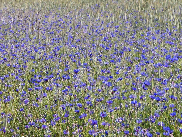 Le temps des bleuets