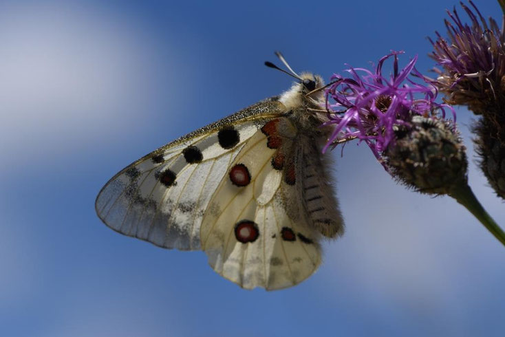 L'heure du grand Apollon, clic sur la photo