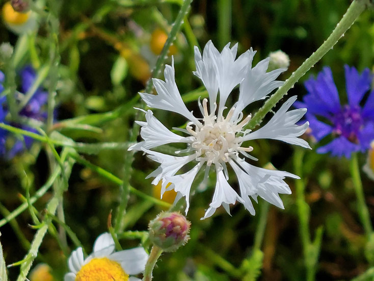 un bleuet en blanc