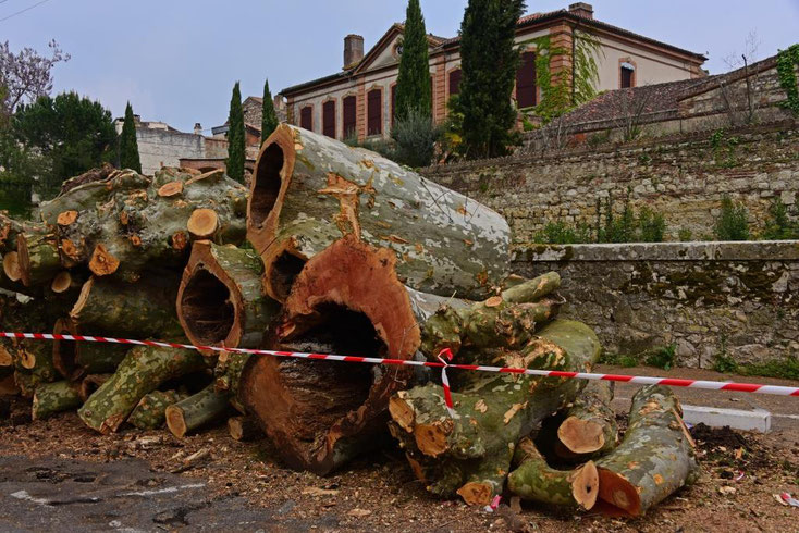 allées d'arbres