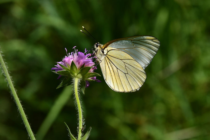 L'heure des papillons