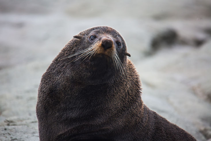 New Zealand Fur Seal - Neuseeländischer Seebär - arctocephalus forsteri