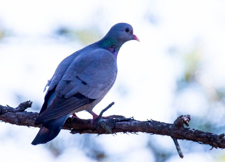 Stock Dove - Hohltaube -  Columba oenas