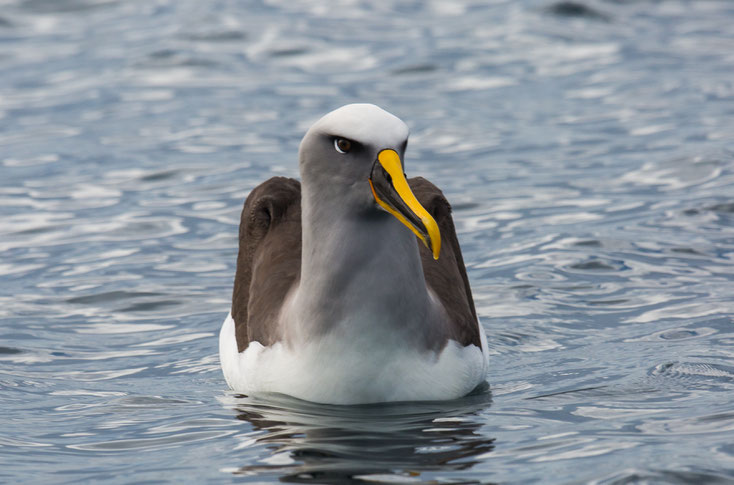 Buller's Mollymawk - Buller's Albatros - Thallassarche bulleri, Stewart Island NZ