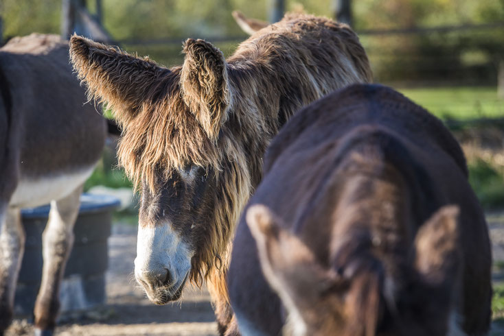 L'exposition, la comédie animale accueille les ânes de Balaam au château de Saché