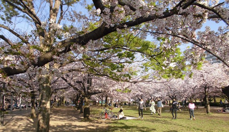 心が健康であったら，さぞやこんなひと時を過ごしたであろう大阪城の桜並木