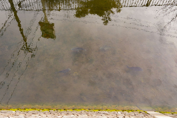 海水魚も泳ぐ川