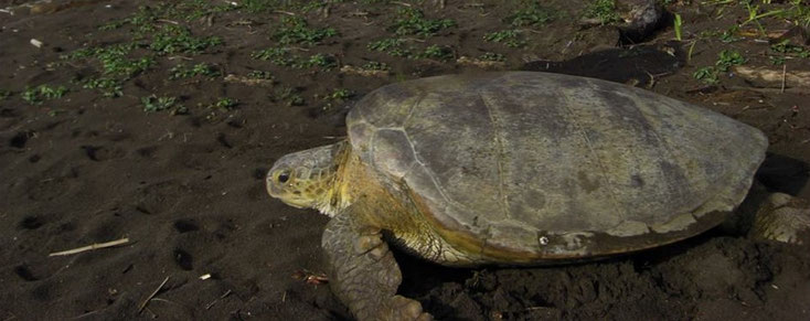 Transporte privado entre La Fortuna y Tortuguero