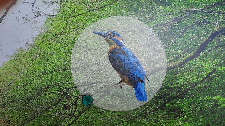 Dies waren nur einige Bilder der Ausstellung der Biologischen Station, eine Führung kann hier schnell mal 2-3 Stunden dauern - ich wünsche allen Entdecker*innen viel Freude dabei!