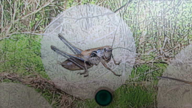 Bilder aus der Ausstellung der Basisstation in Wipperfürth