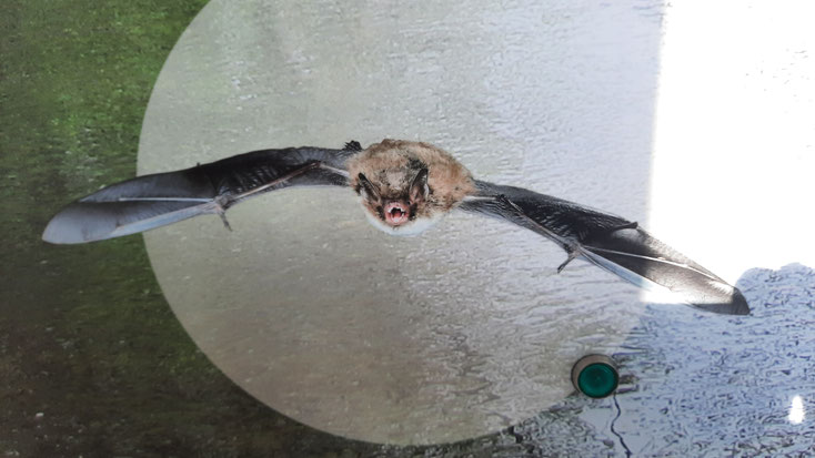 Bilder aus der Ausstellung der Basisstation in Wipperfürth