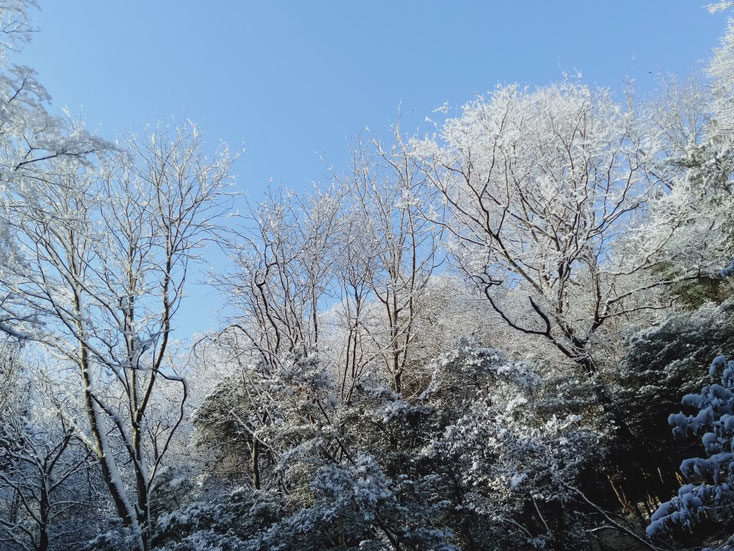 樹氷がキラキラ美しい
