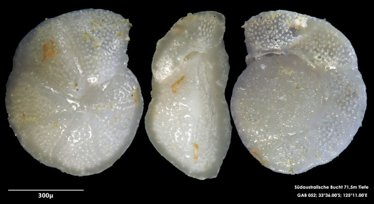 Foraminifere, Foraminifera, Bryozoa, Senckenberg, Australien