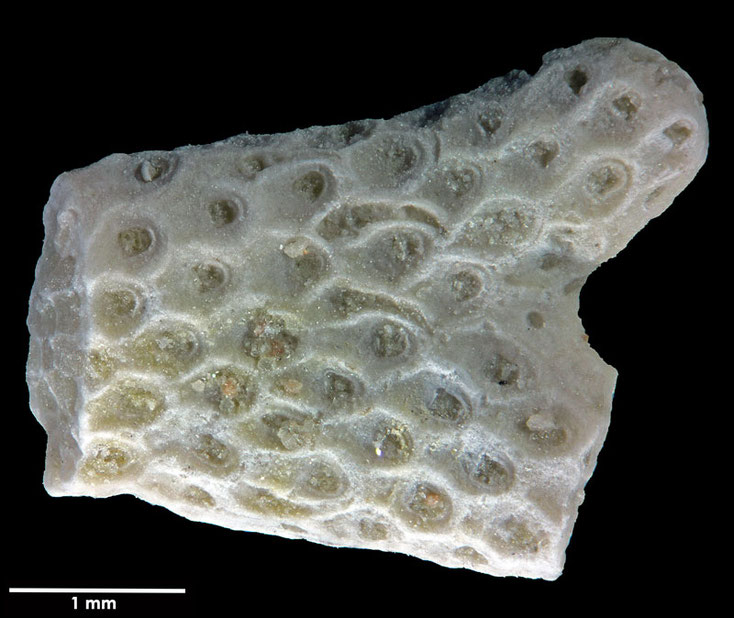 Senckenberg, Bryozoa, Bryozoen, Moostierchen, Sammlung Voigt