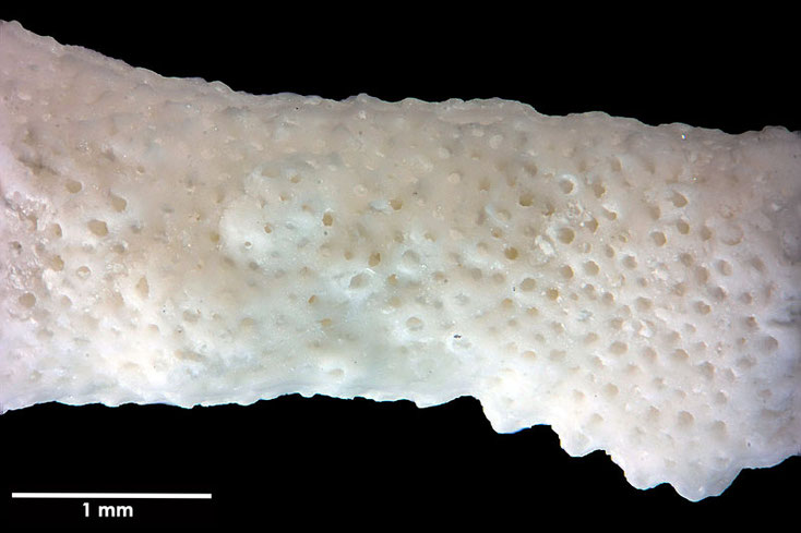 Senckenberg, Bryozoa, Bryozoen, Moostierchen, Sammlung Voigt