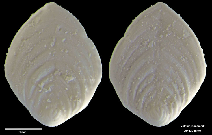 Foraminifere, Foraminifera, Bryozoa, Senckenberg, fossil, Voldum, Danium