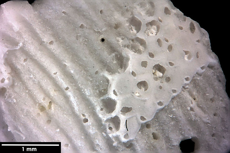 Senckenberg, Bryozoa, Bryozoen, Moostierchen, Sammlung Voigt