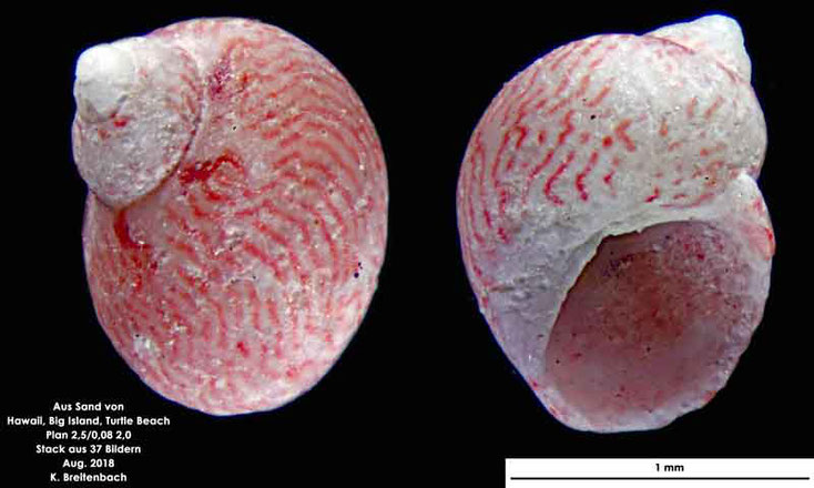 Meeresschnecke aus Hawaii, Big Island; Turtle Beach. Gattung konnte nicht bestimmt werden.