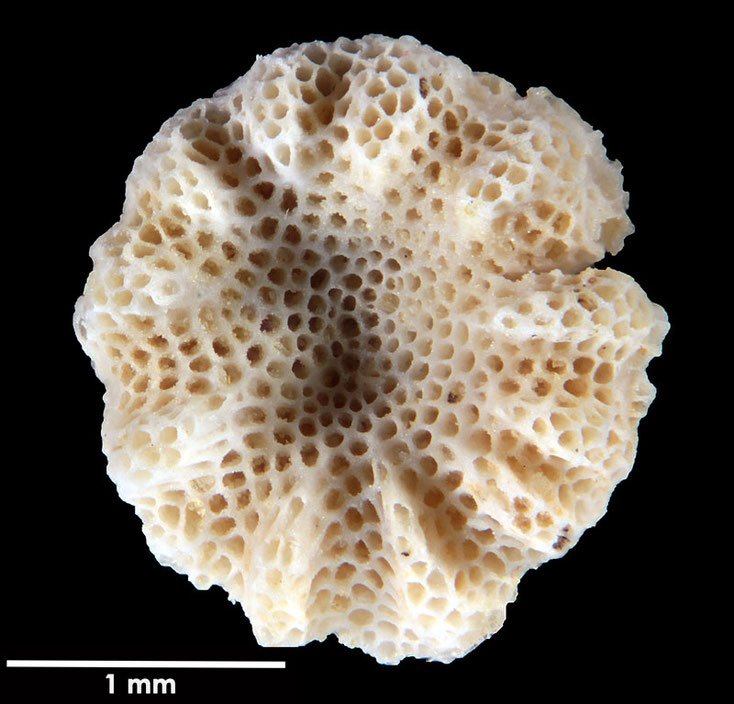 Senckenberg, Bryozoa, Bryozoen, Moostierchen, Sammlung Voigt