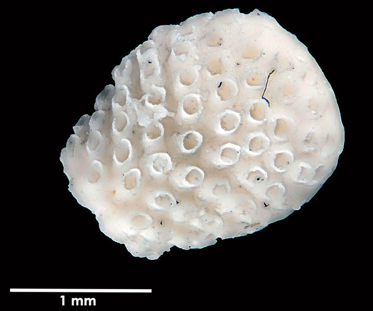 Senckenberg, Bryozoa, Bryozoen, Moostierchen, Sammlung Voigt