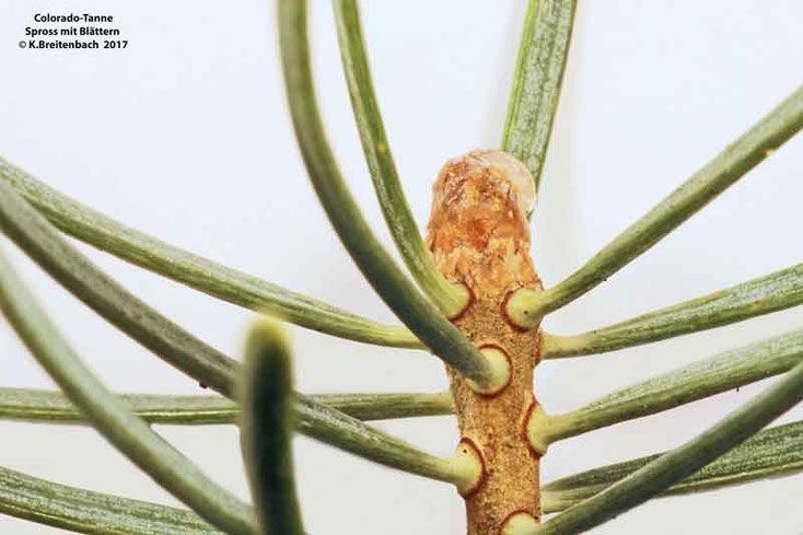 Coloradotanne (Abies concolor), Zweigende