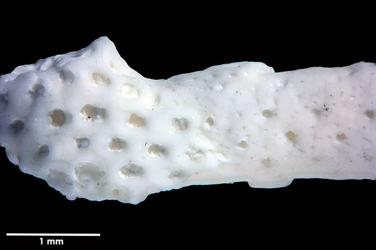 Senckenberg, Bryozoa, Bryozoen, Moostierchen, Sammlung Voigt