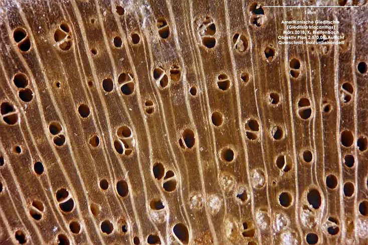 Bild 5 Querschnitt von Ast der Amerikanischen Gleditschie  (Gleditsia triacanthos) unbehandelt