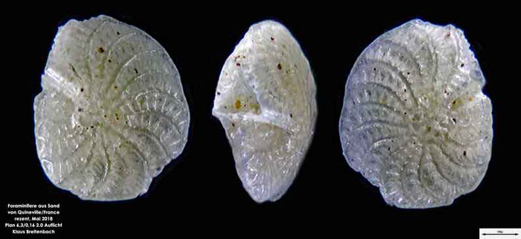 Foraminifere aus Sand von Quineville/Frankreich. Art: Elphidium macellum (Fichtel and Moll, 1798)