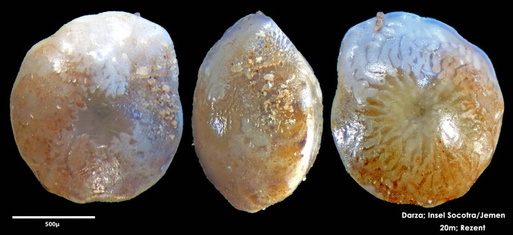 Foraminifere, Foraminifera, Bryozoa, Senckenberg, Socotra, Jemen