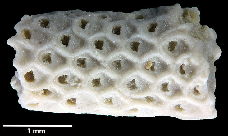 Senckenberg, Bryozoa, Bryozoen, Moostierchen, Sammlung Voigt