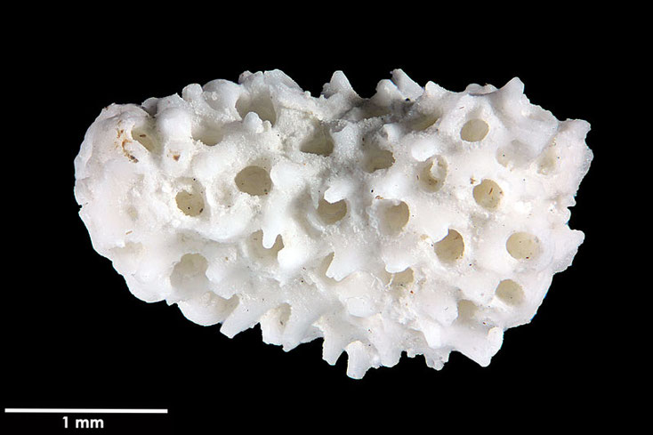 Senckenberg, Bryozoa, Bryozoen, Moostierchen, Sammlung Voigt