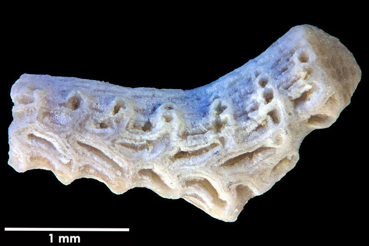 Senckenberg, Bryozoa, Bryozoen, Moostierchen, Sammlung Voigt