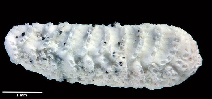 Senckenberg, Bryozoa, Bryozoen, Moostierchen, Sammlung Voigt