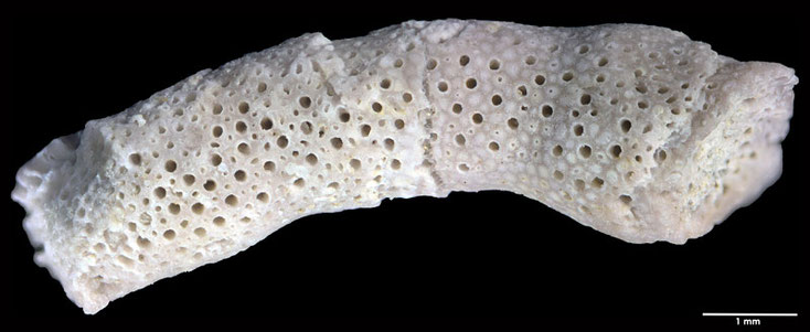 Senckenberg, Bryozoa, Bryozoen, Moostierchen, Sammlung Voigt