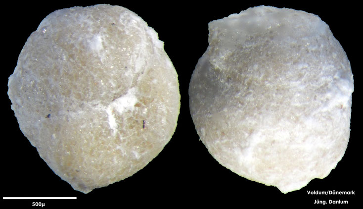 Foraminifere, Foraminifera, Bryozoa, Senckenberg, fossil, Voldum, Danium