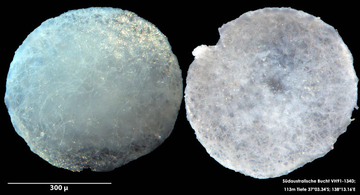 Foraminifere, Foraminifera, Bryozoa, Senckenberg, Australien