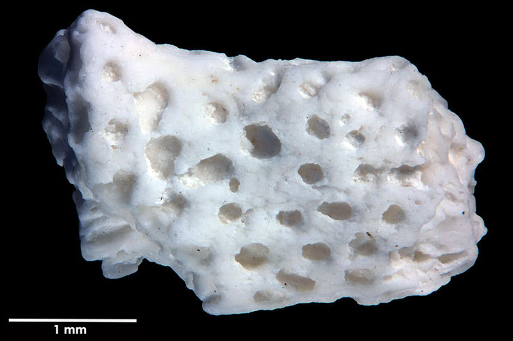 Senckenberg, Bryozoa, Bryozoen, Moostierchen, Sammlung Voigt